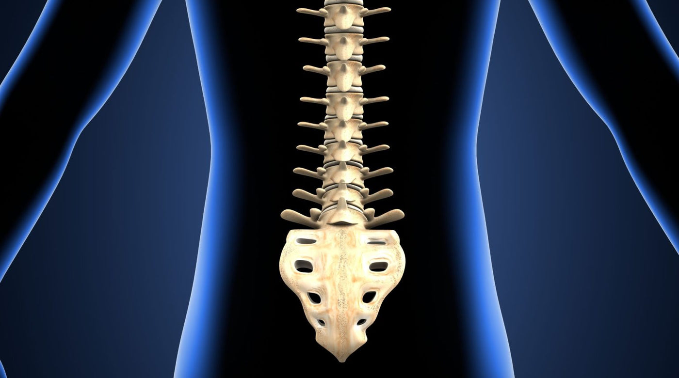 Module 5.  Structural Rehabilitation of the Lumbar Spine